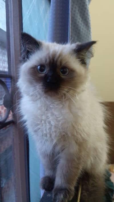 9 months male Himalayan cat for sale