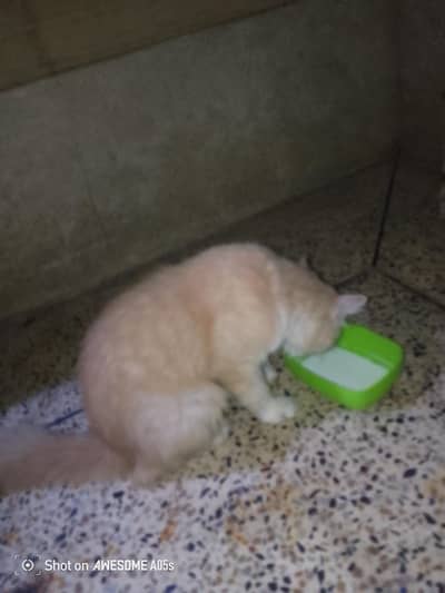 cat for sale