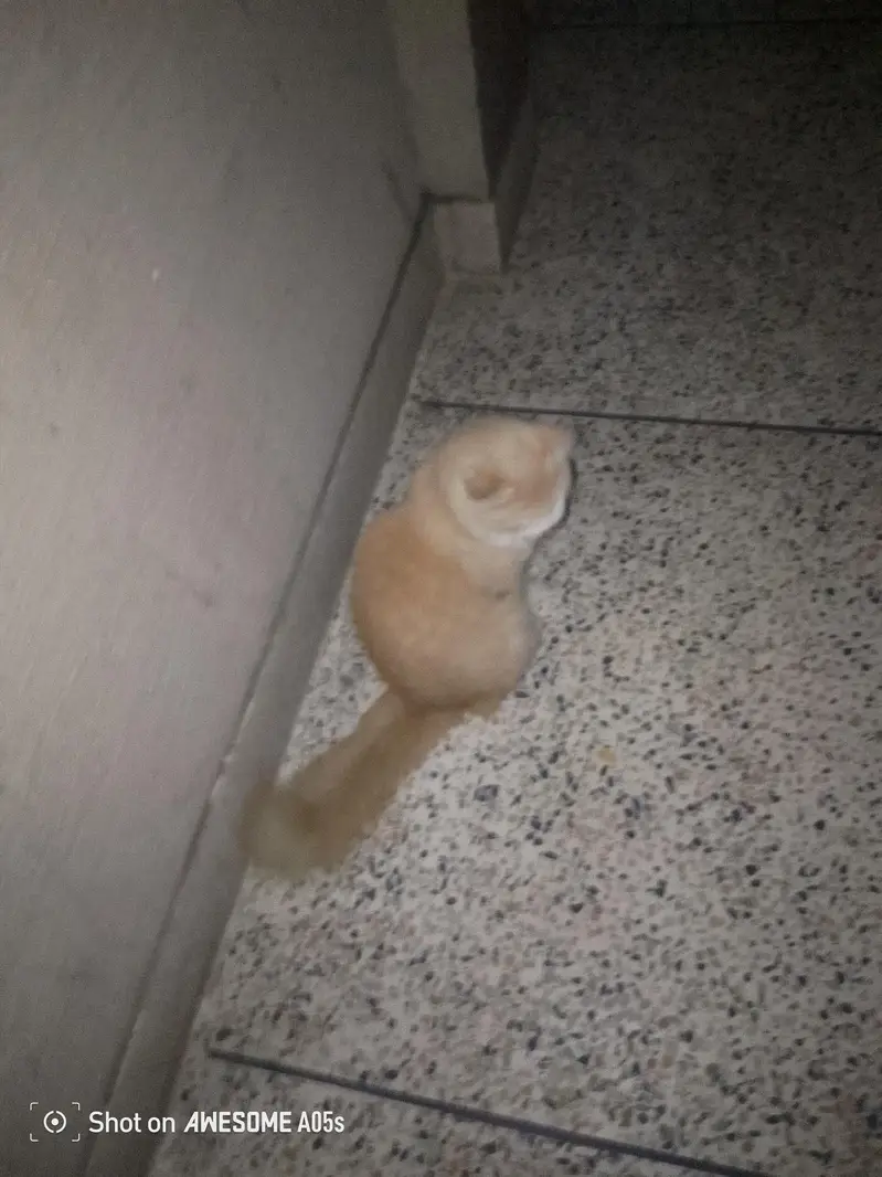cat for sale — photo 2
