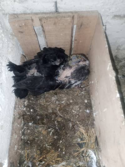Lakka baby pair