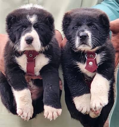 bakkarwal dog heavy bones WhatsApp 03159864903