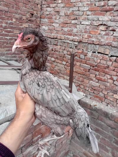 saleti Madi  available 03350661457