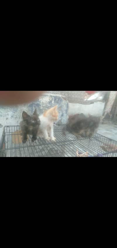 parsheyan cat