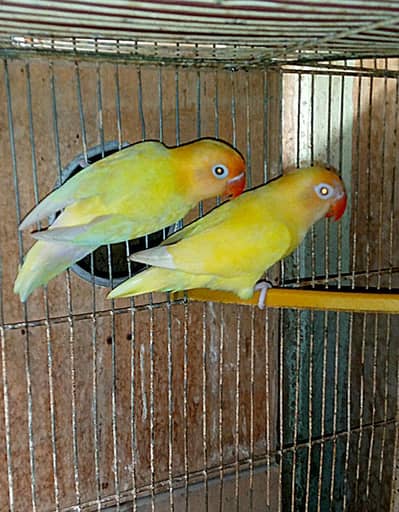 top quality lovebirds pairs