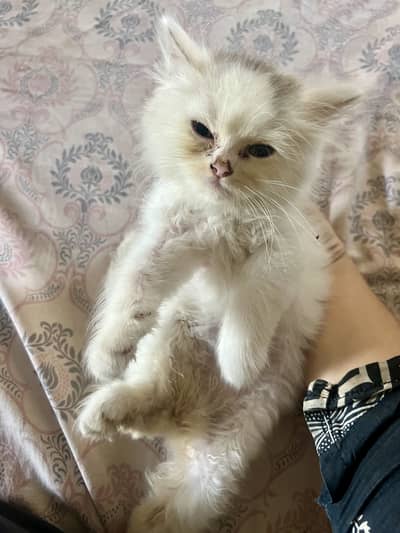 Kittens available for sell