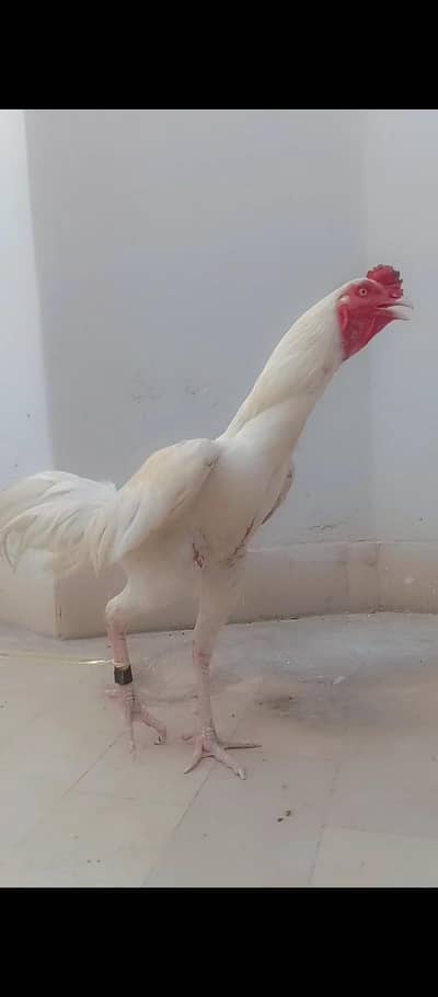 white Hira murga full active high quality location latifabad 10 number