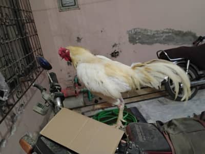 Aseel Heera Murgha white and bosskey colour