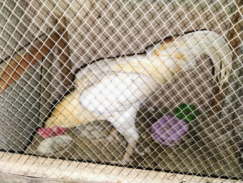Aseel Heera Murgha white and bosskey colour — photo 2
