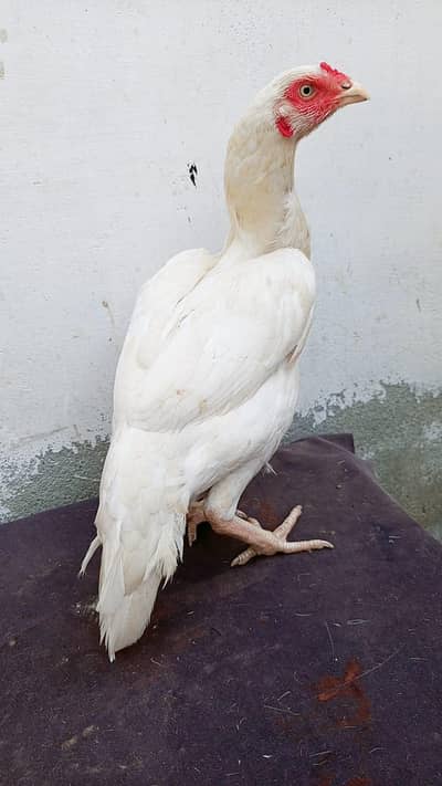 Heera madi