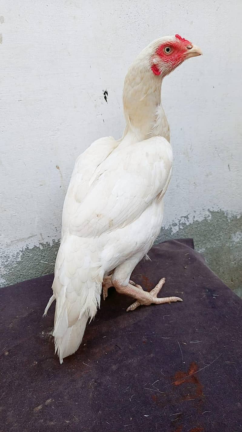 Heera madi 0