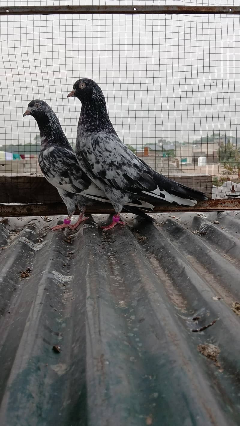ferozpuri /  zeraa pair 7