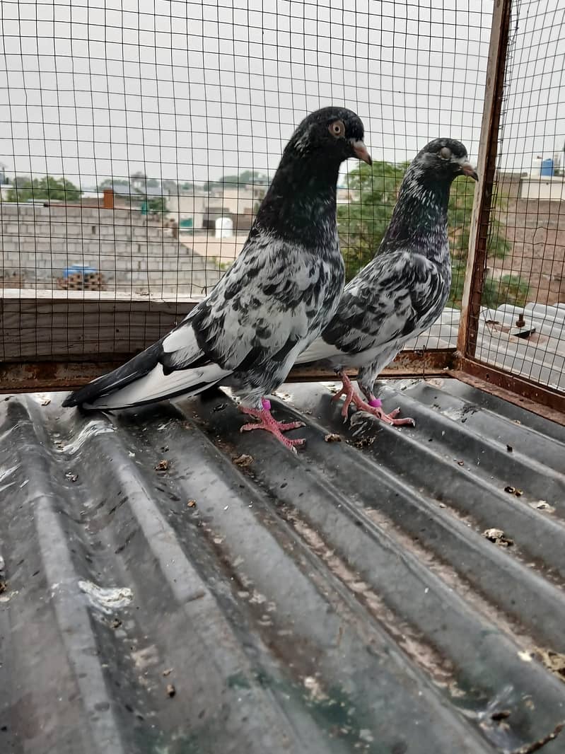ferozpuri /  zeraa pair 8