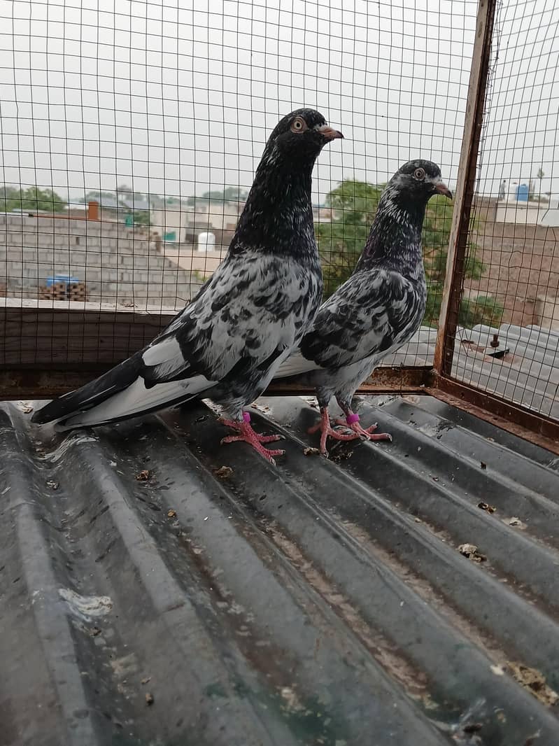 ferozpuri /  zeraa pair 9