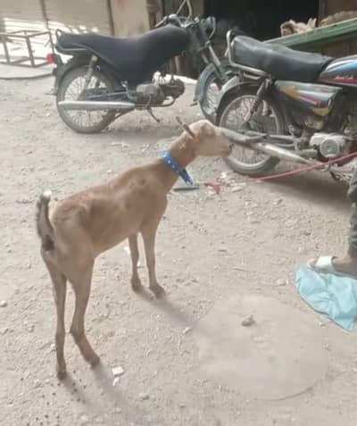 tedi bakri 2 dant fresh cross