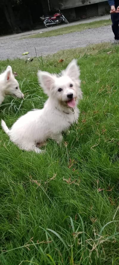 4Month,puppy dog female . 03105949720