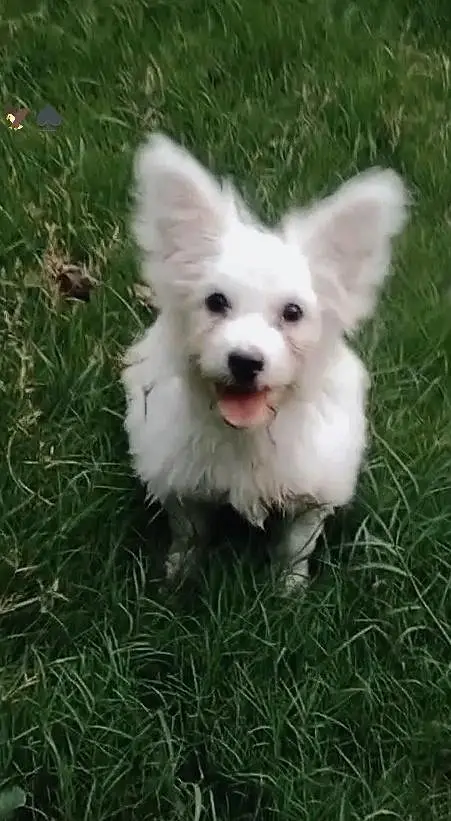 4Month,puppy dog female . 03105949720 — photo 2