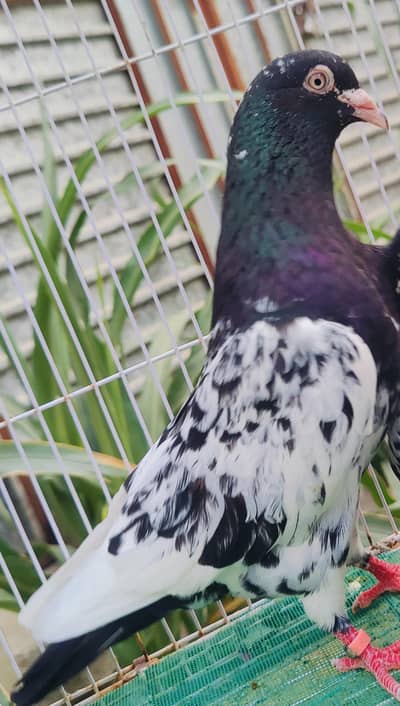 kamagar full breader male