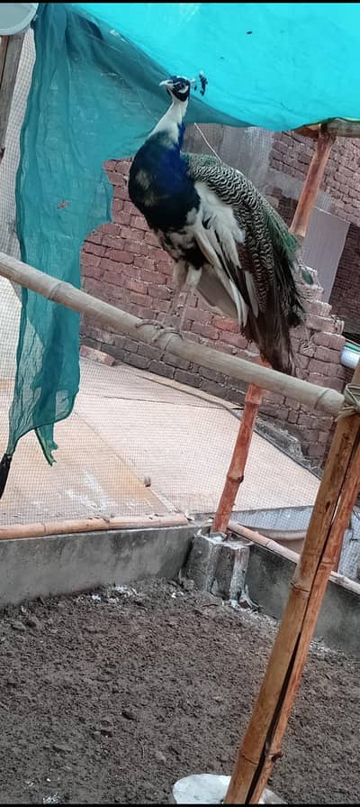 paid breedar pair healthy bredar pair 03234108205