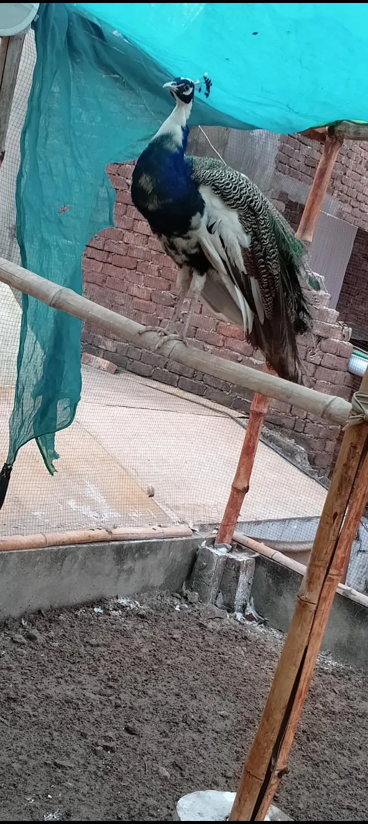 paid breedar pair healthy bredar pair 03234108205