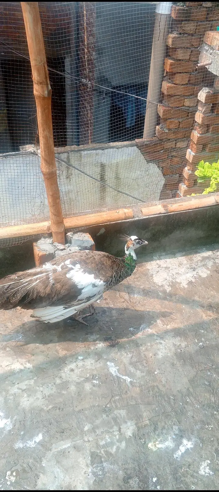paid breedar pair healthy bredar pair 03234108205 — photo 2