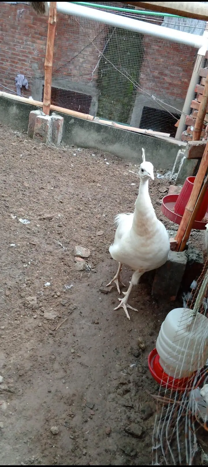 paid breedar pair healthy bredar pair 03234108205 — photo 3