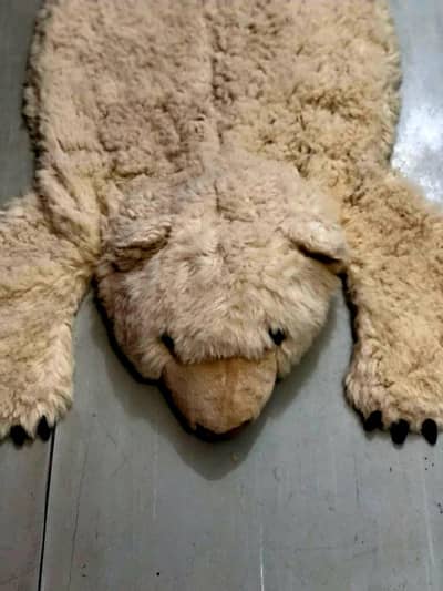Bear  rug