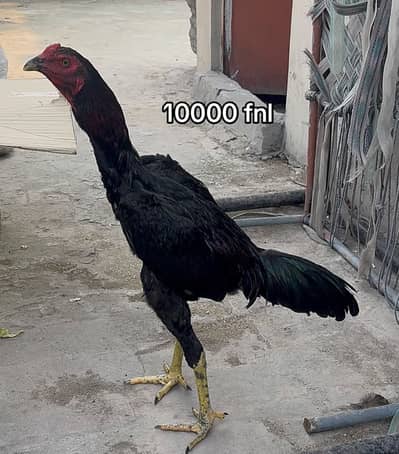 All birds different price price sub ke fnl ha