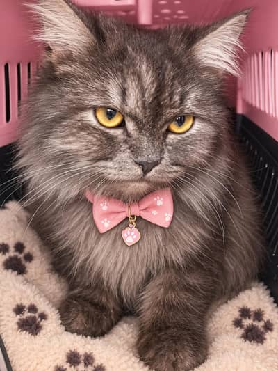 Persian Cat for sale