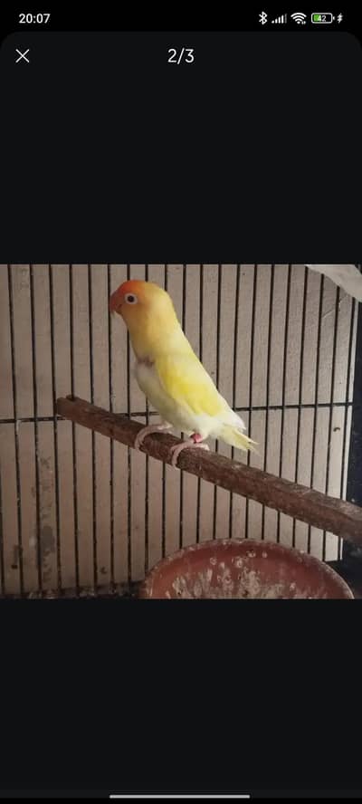male lovebird red eye