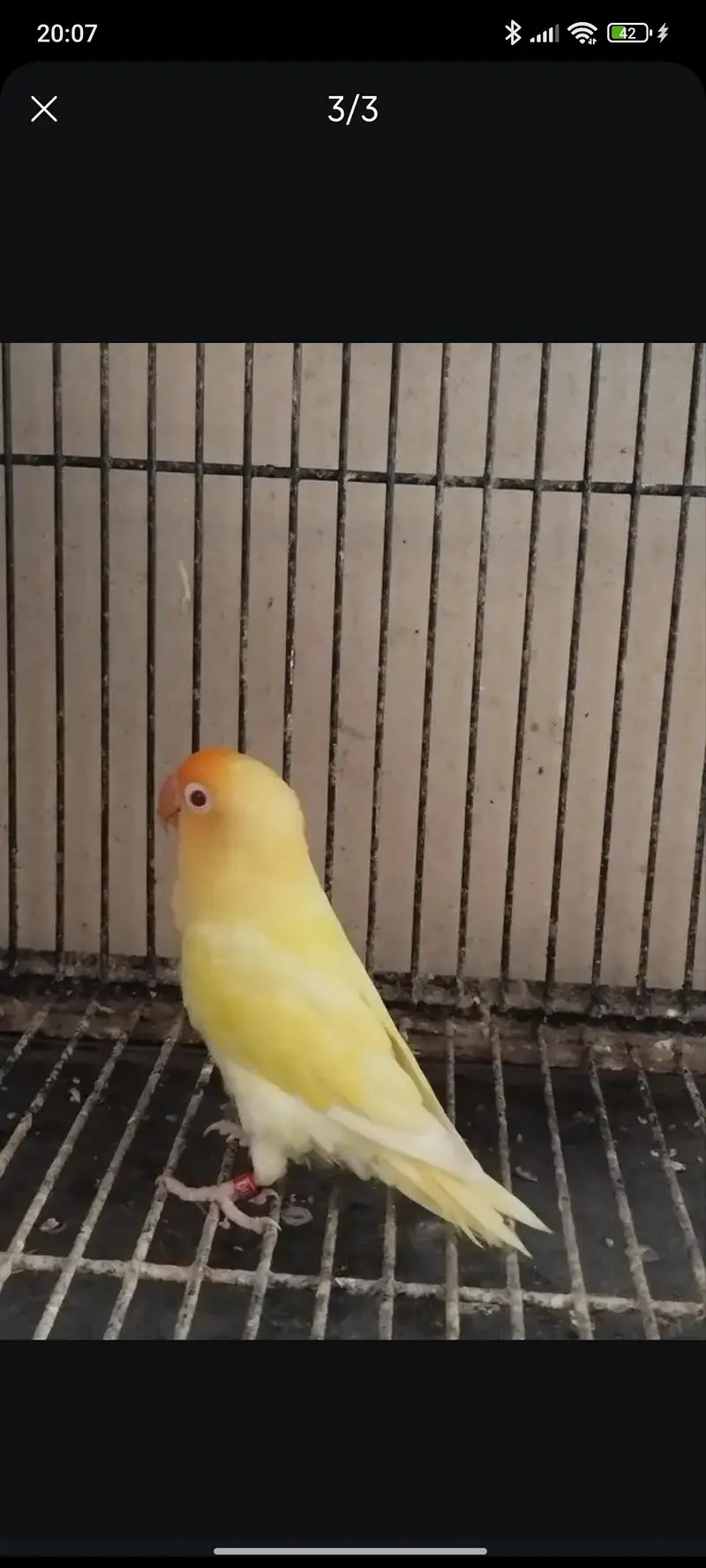 male lovebird red eye — photo 2