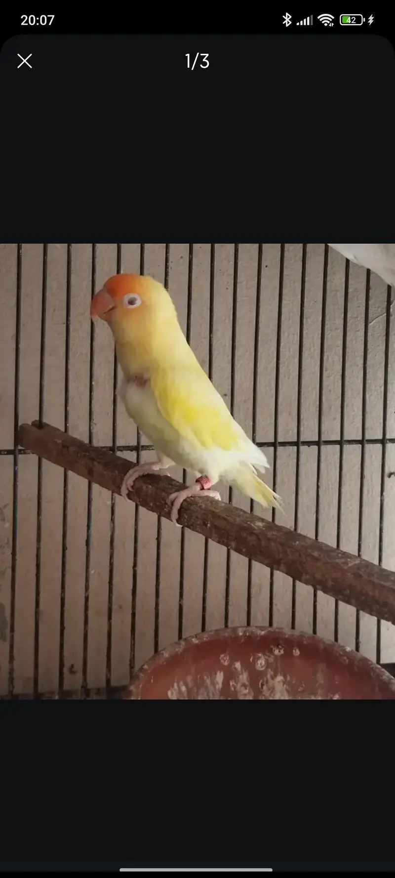 male lovebird red eye — photo 3