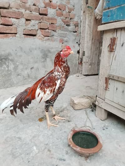 chena patha for sale