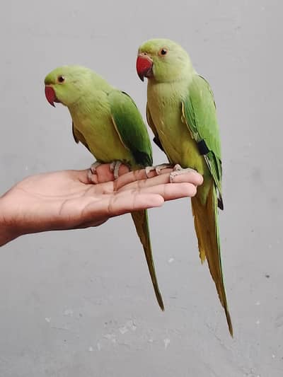 Green Ringneck