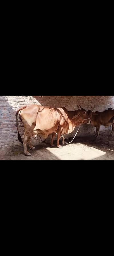 beetal path/ bakri