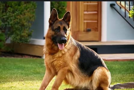 German Shepherd