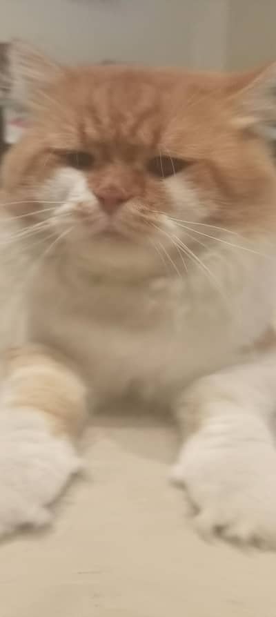 Premium Orange & White Male Cat “Leo” – Almost 1 Year | Litter Trained