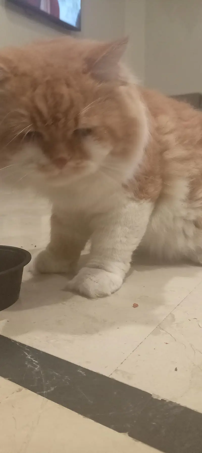 Premium Orange & White Male Cat “Leo” – Almost 1 Year | Litter Trained — photo 2