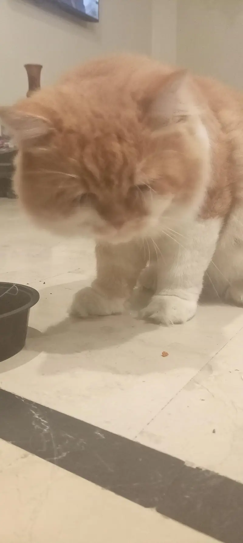 Premium Orange & White Male Cat “Leo” – Almost 1 Year | Litter Trained — photo 3