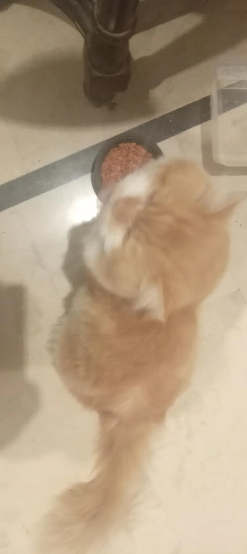 Premium Orange & White Male Cat “Leo” – Almost 1 Year | Litter Trained — photo 4