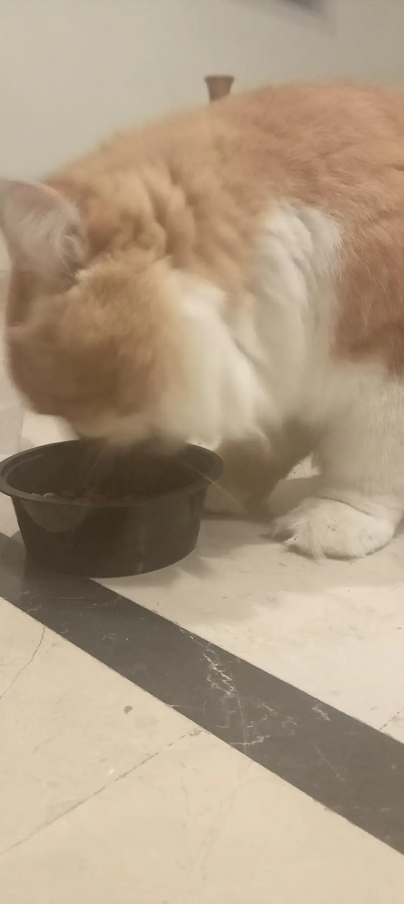 Premium Orange & White Male Cat “Leo” – Almost 1 Year | Litter Trained — photo 5