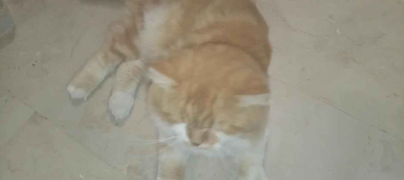 Premium Orange & White Male Cat “Leo” – Almost 1 Year | Litter Trained — photo 6