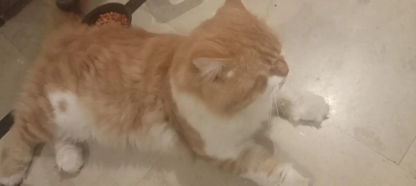 Premium Orange & White Male Cat “Leo” – Almost 1 Year | Litter Trained — photo 7