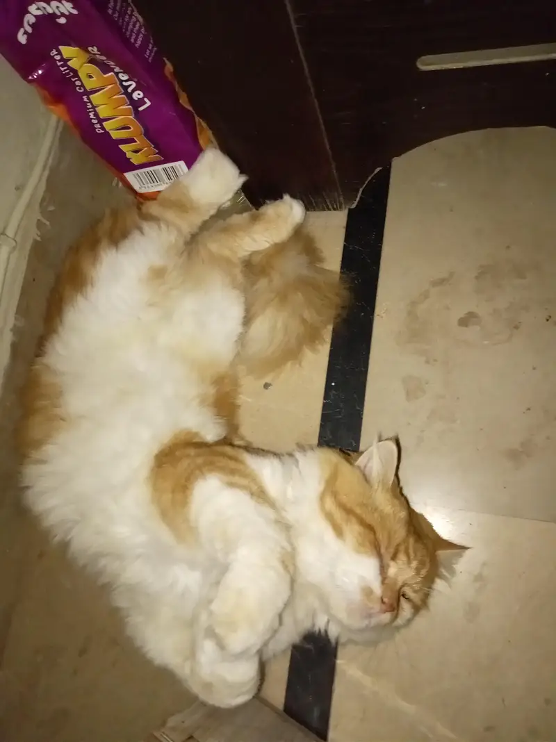 Premium Orange & White Male Cat “Leo” – Almost 1 Year | Litter Trained — photo 8