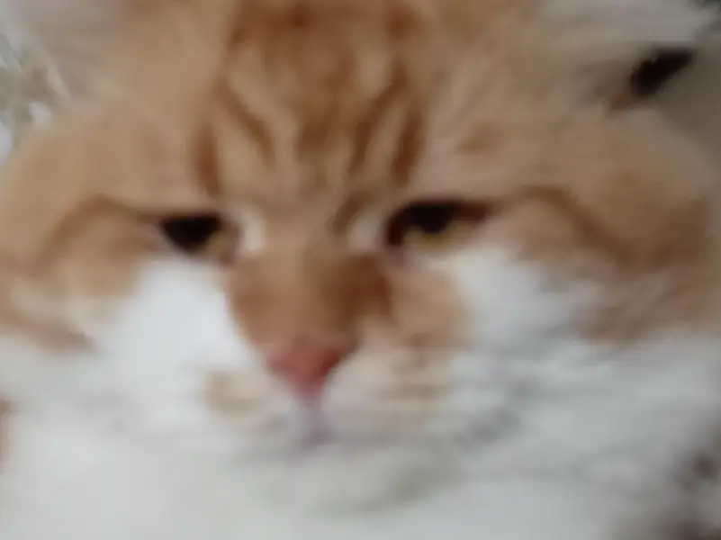 Premium Orange & White Male Cat “Leo” – Almost 1 Year | Litter Trained — photo 9