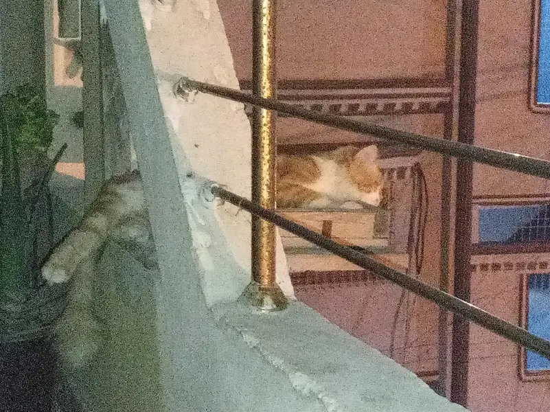 Premium Orange & White Male Cat “Leo” – Almost 1 Year | Litter Trained — photo 10