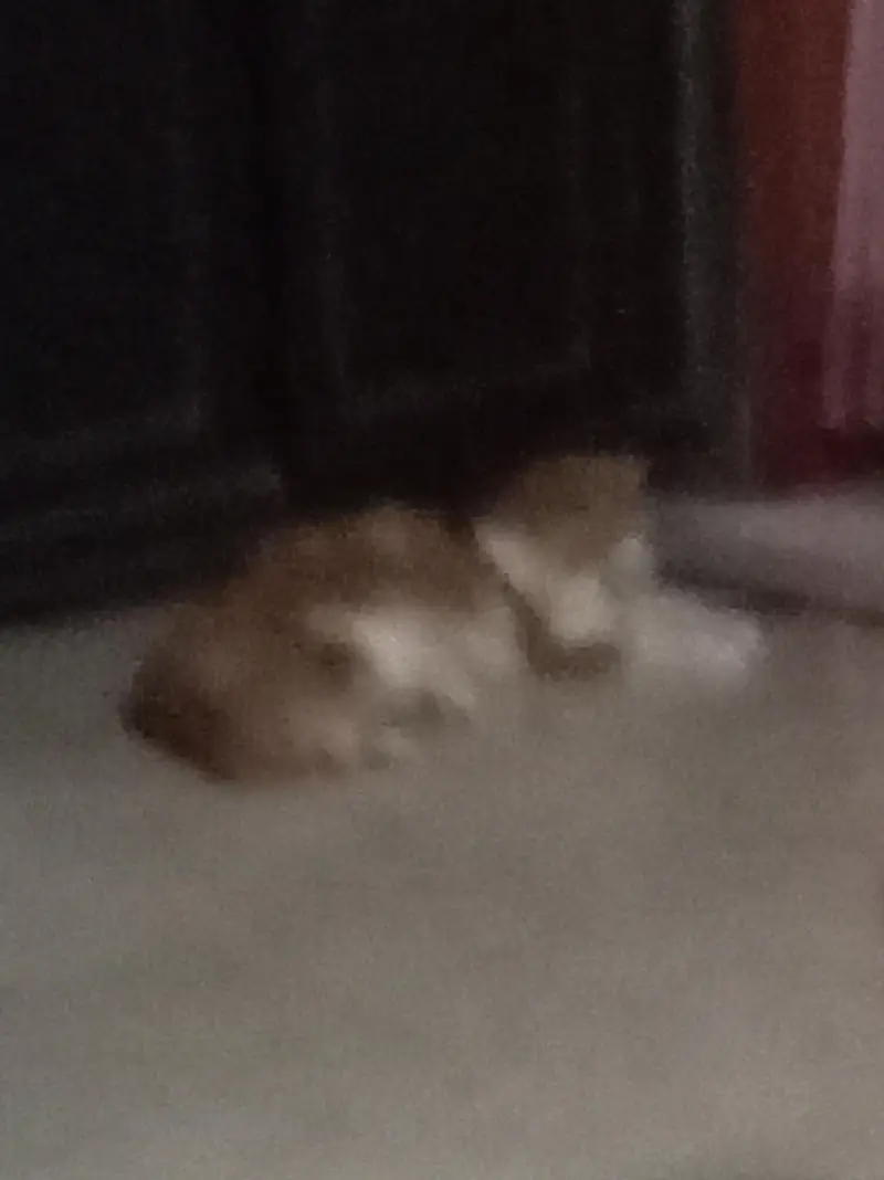 Premium Orange & White Male Cat “Leo” – Almost 1 Year | Litter Trained — photo 11