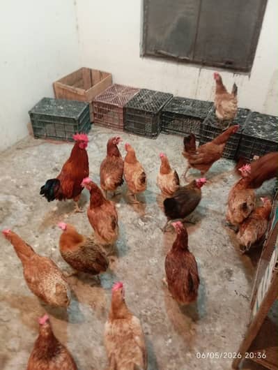 Healthy Desi Chickens & Rooster for Sale – Fresh Lot
