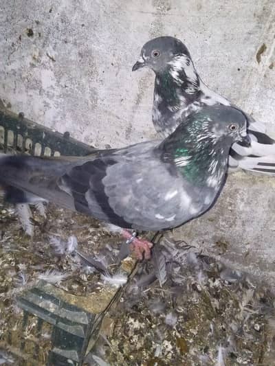 Heigh flying breader pair