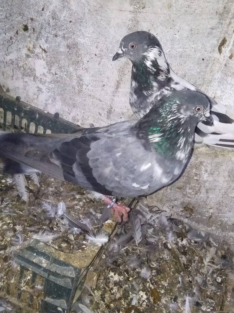 Heigh flying breader pair 0