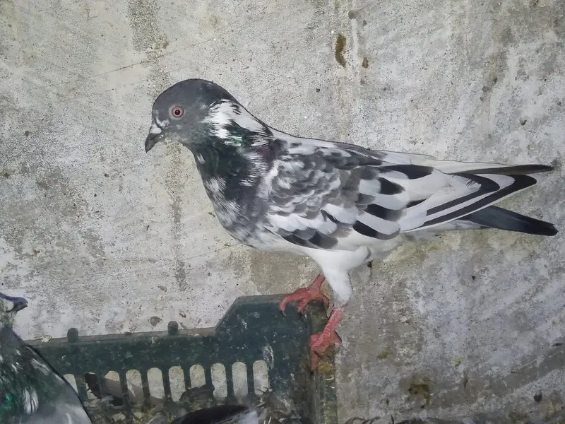 Heigh flying breader pair — photo 2